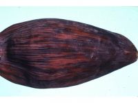 A dark, red brown mosaic pattern on the banana flower 
