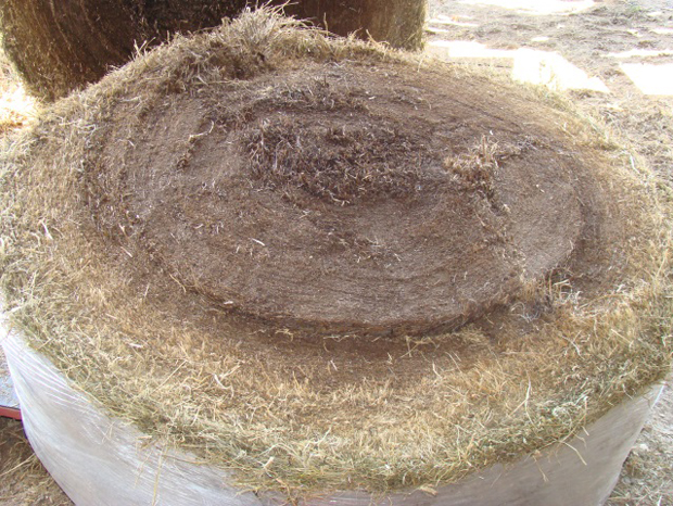 A bale of round hay with a dark brown centre