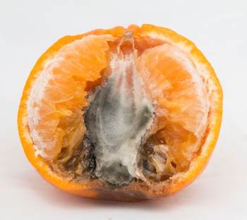 A whole fruit dissected showing Black core rot in imperial mandarin at the base of the fruit