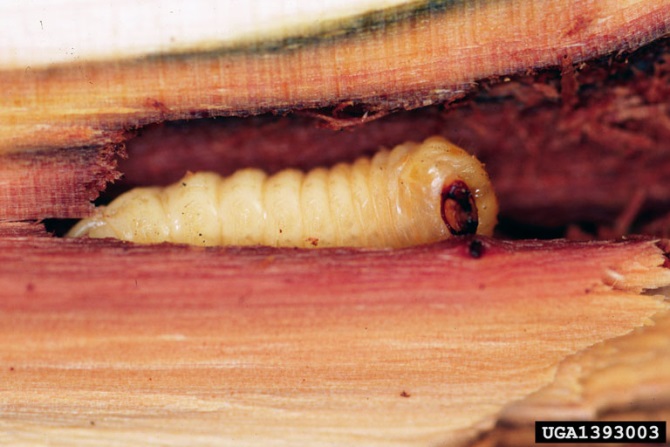 Cross section of a branch showing side view of a bored tunnel with a white larva inside