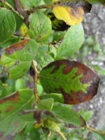 Green leaves of a blueberry bush with brown, or scorched, margins. Scorched pattern reaches toward the center vein of the leaf in sections.