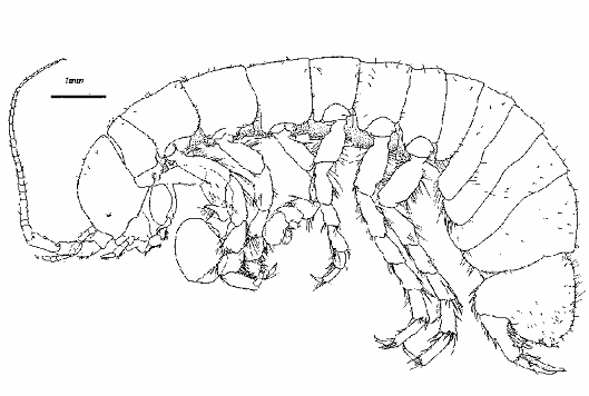 Crenoicus harrisoni