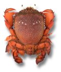 Crab (spanner)