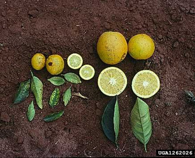 Small citrus fruit and small leaves with distinct yellowing between leaf veins shown on left. In comparison to healthy fruit about 4 times as big and larger green leaves on the right.