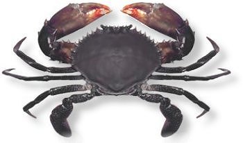crab mud nsw australia mudcrab fish species