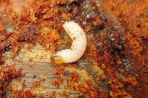 a creamy white larva with a light brown head on a piece of wood surrounded by red brown frass (sawdust like insect poo)