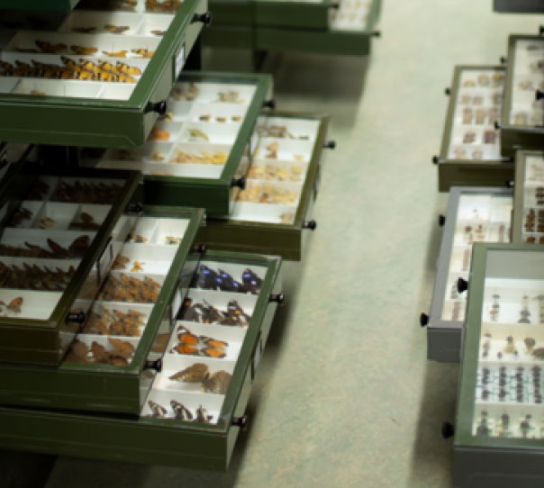 NSW DPI entomology and plant pathology collection