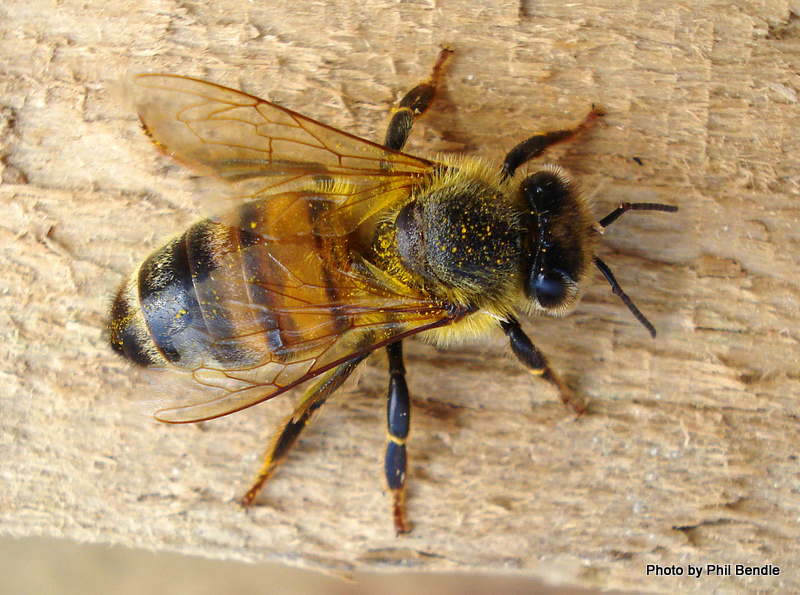 European honey bee resting on wood