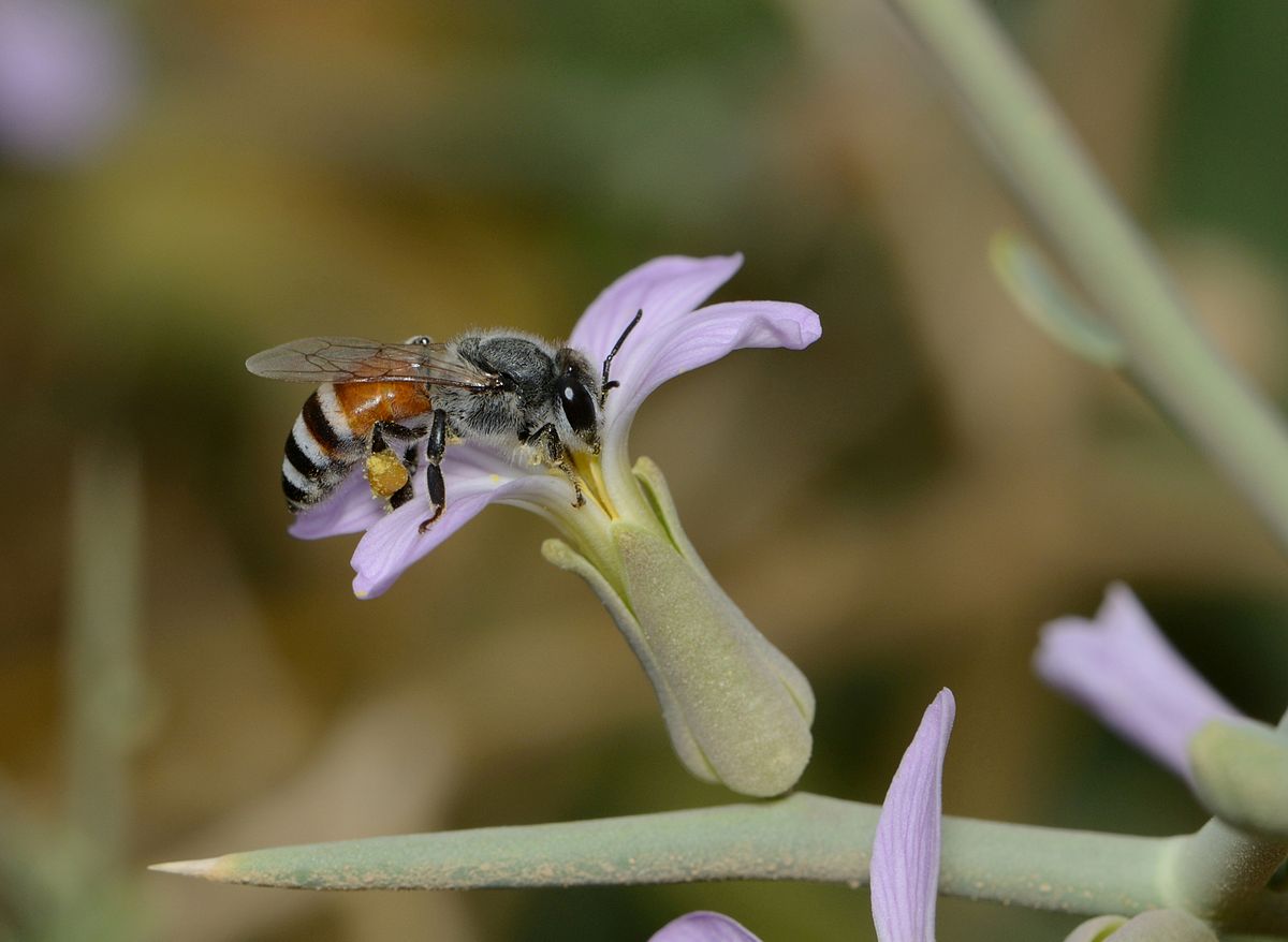 A dwarf honey bee collecting pollen from a small purple flower