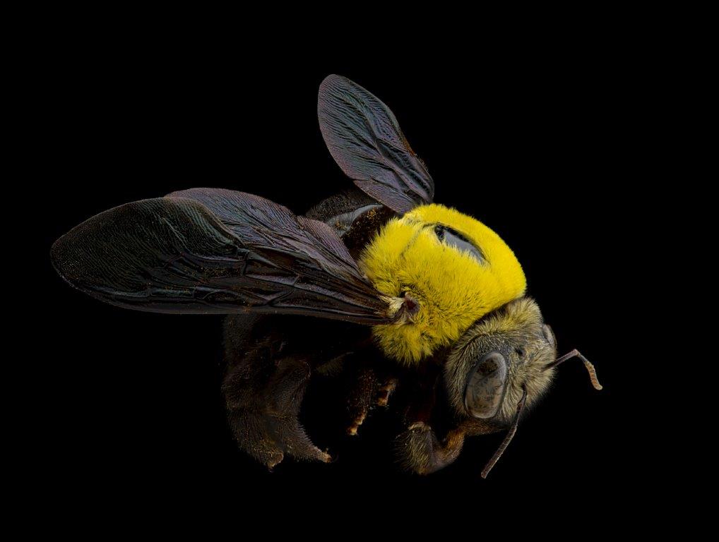 A specimen of a great carpenter bee showing yellow thorax, black body and black wings