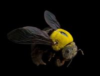 A specimen of a great carpenter bee showing yellow thorax, black body and black wings