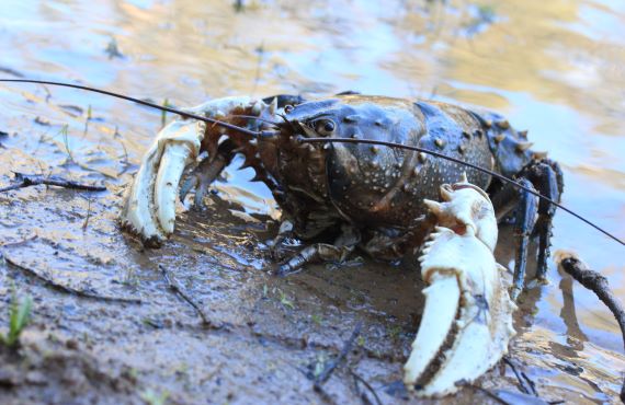 Murray Crayfish (Photo: E. Lake)