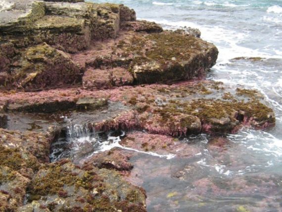 image of marine plants growing on rocks in a tidal zone