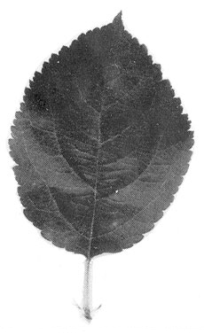 Merton 793 leaf