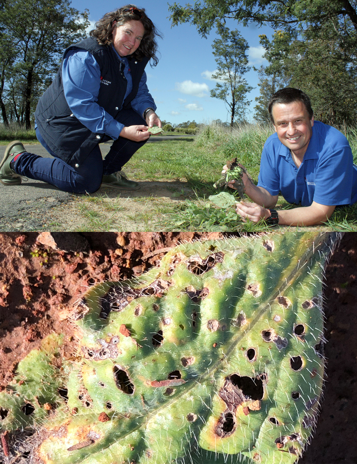 Top: Central Tablelands LLS regional weeds coordinator, Marita Sydes and NSW DPI weed biocontrol scientist, Andrew McConnachie, bottom: holes in Paterson's curse leaf indicating weevils present