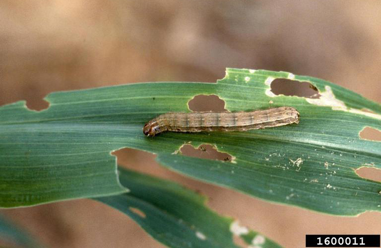fall armyworm larvae damage on plant