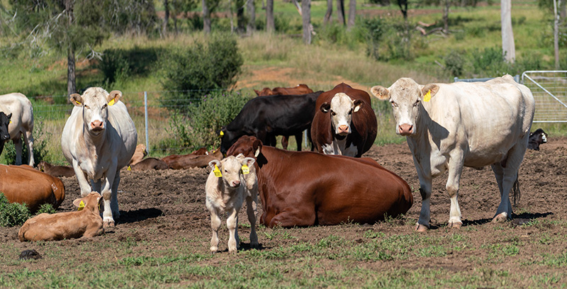 Cattle in a paddock looking towards the camera