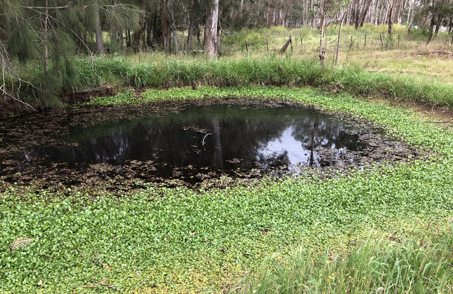 Frogbit found in a dam at Rossmore NSW.