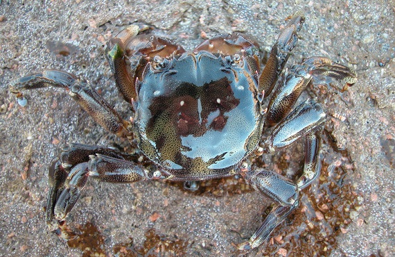 A small green-brown coloured crab on a rocky shore. 