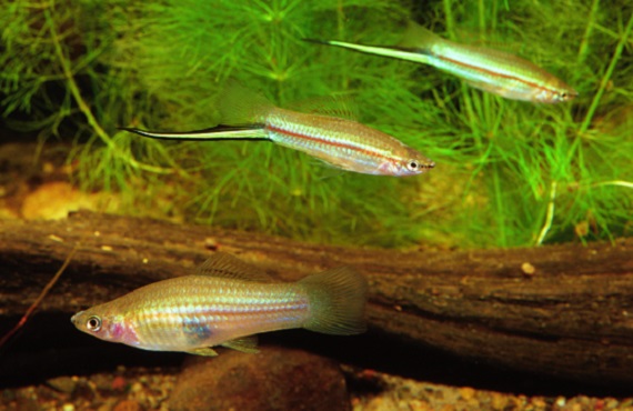 Male green swordtails have an elongated sword-like tail while females do not. Photo Gunther Schmida