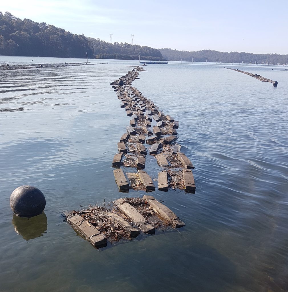 Floating bag long line of a Clyde River oyster farm. Photo: Matthew Pierce