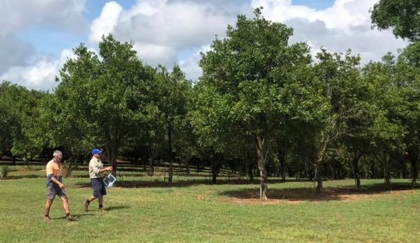 Kel Langfield walks with a macadamia grower, Anthony Theissen in front of rows of macadamia trees. 
