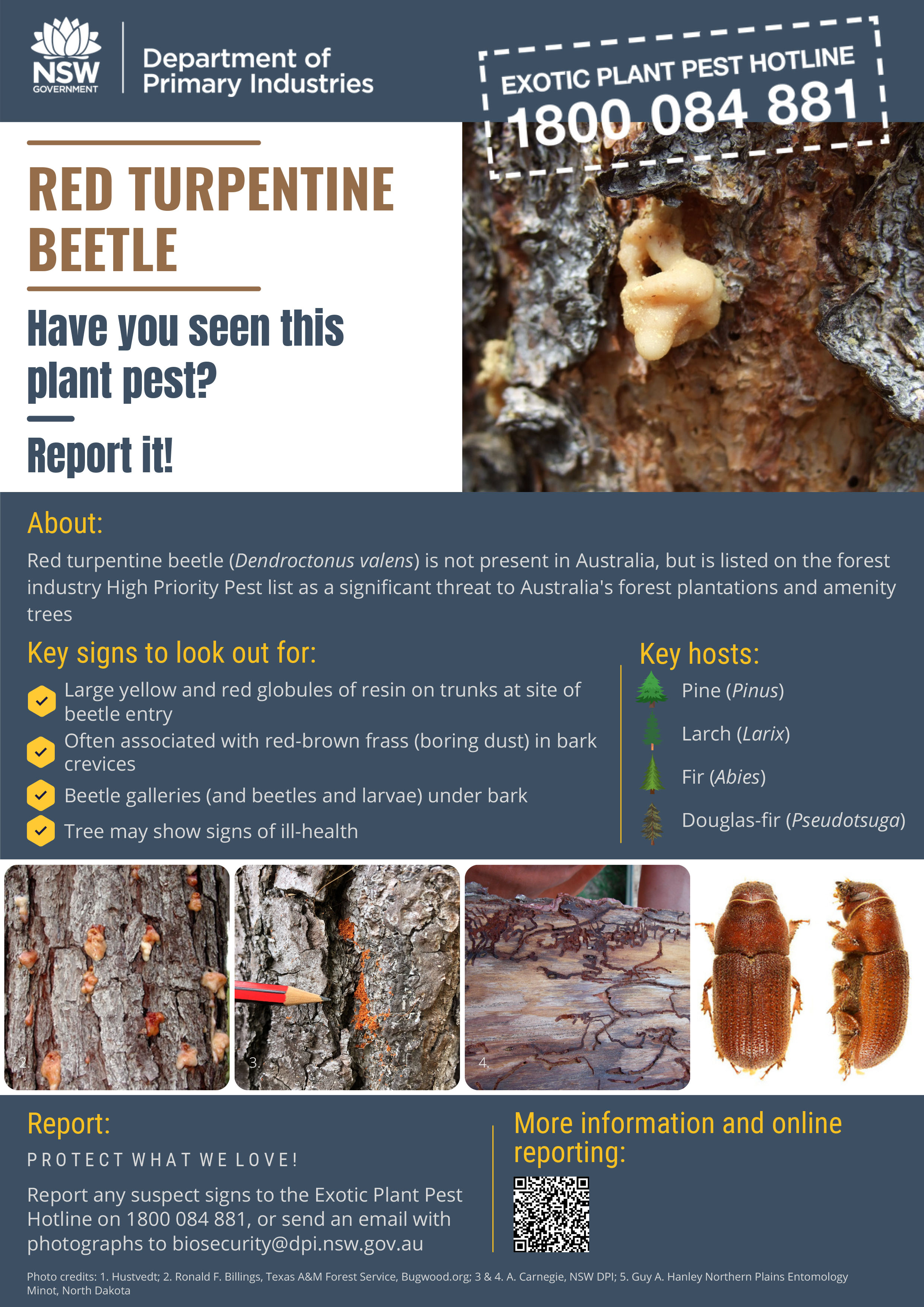 Red turpentine beetle Factsheet