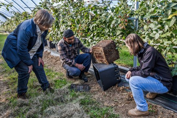 Diana Unsworth, Aman Lehl, and Melinda Simpson inspect the root ball of a blueberry plant removed from a pot.