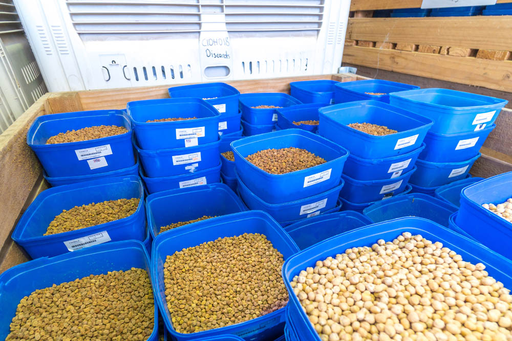 Different dried pulses in blue tubs