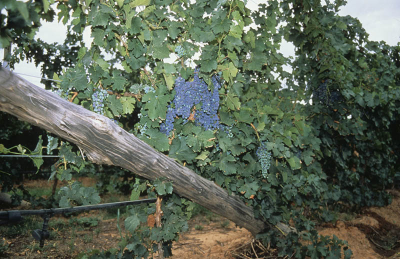 Red wine grapes on a trellis