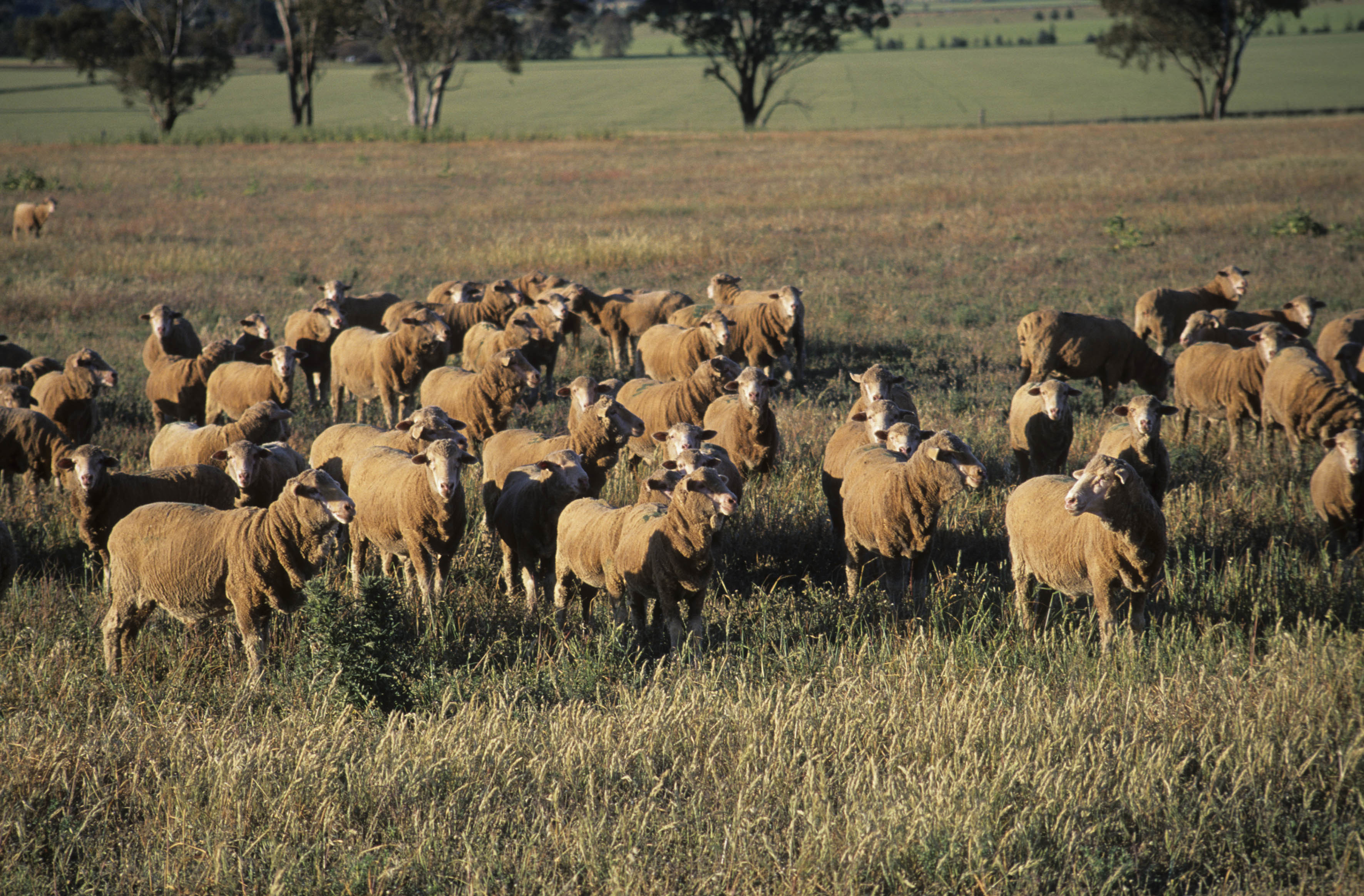 Sheep grazing on pasture