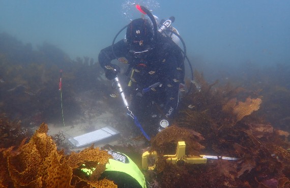 Undertaking underwater diving transect of kelp forest