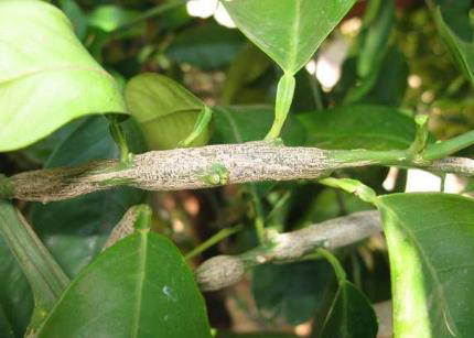 Figure 3. Citrus gall wasp galls on citrus shoots.
