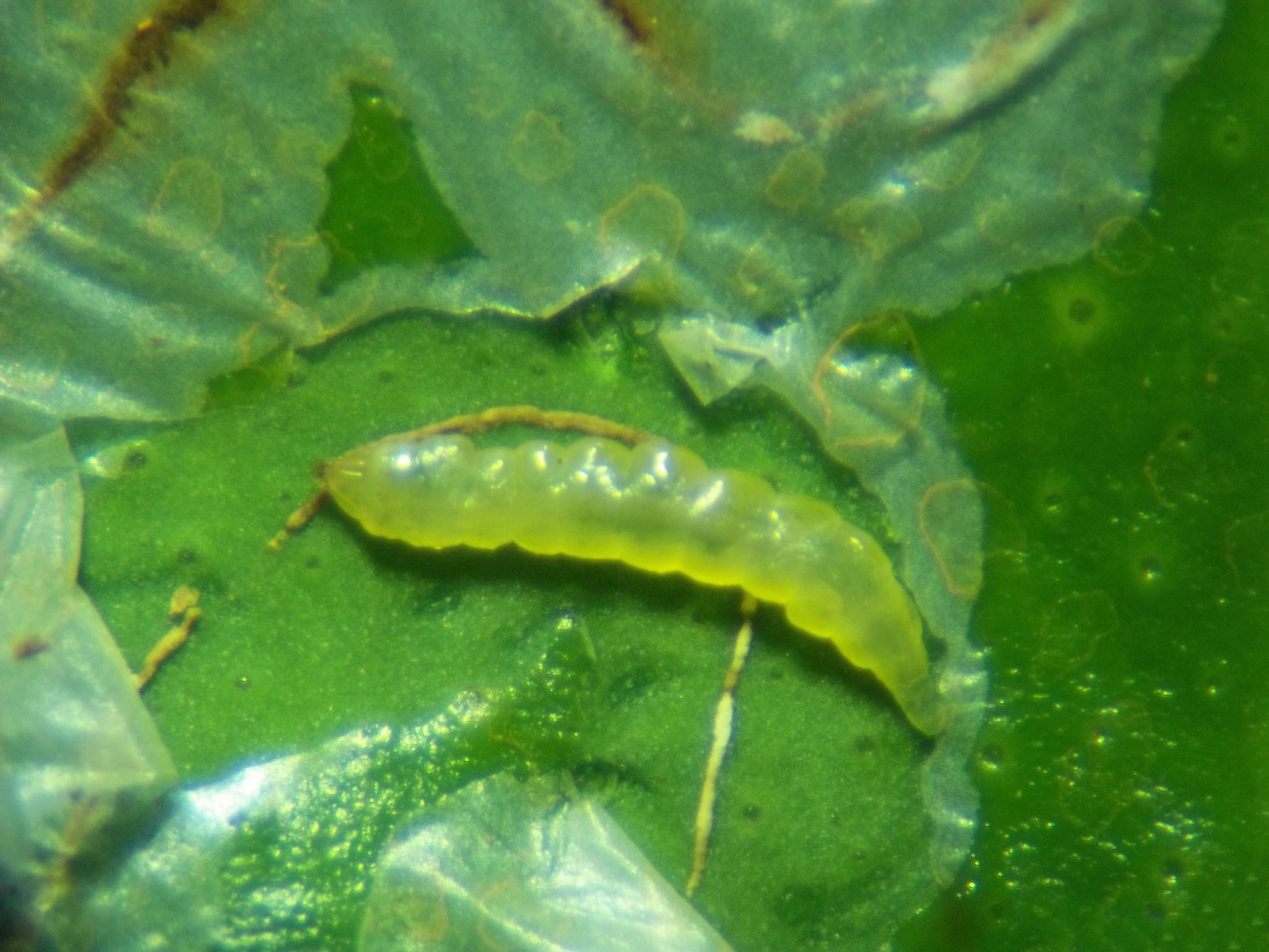 Figure 5. Citrus leaf miner (Phyllocnistis citrella) larvae. Photo: JJ Hamann, Universidade Federal de Santa Maria (UFSM), Bugwood.org.