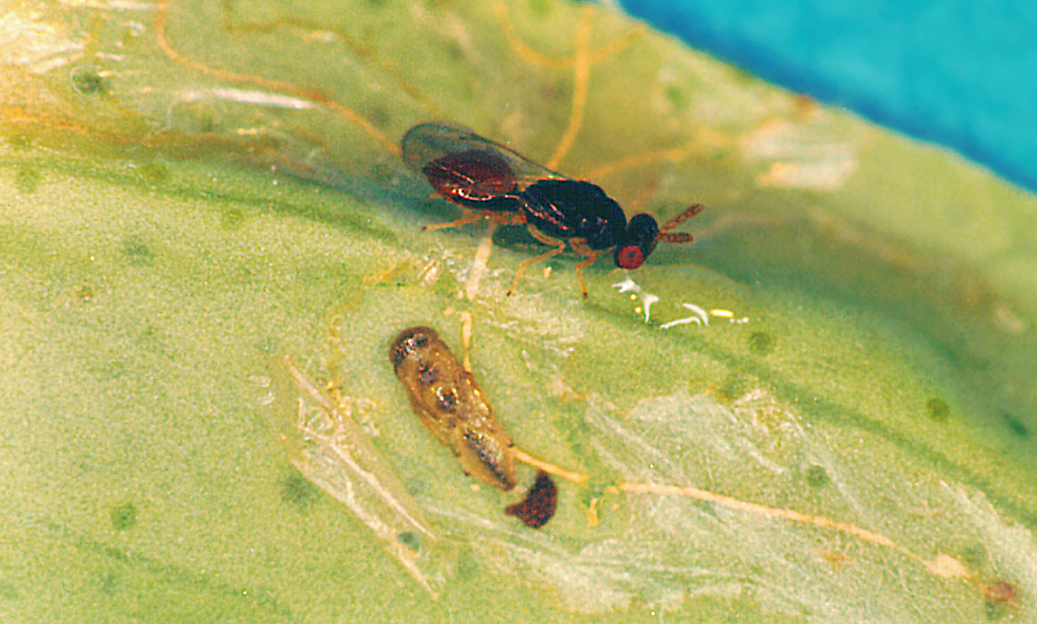 Figure 14. Semielacher petiola wasp attacking citrus leaf miner larvae. Photo: Chris Freebairn.