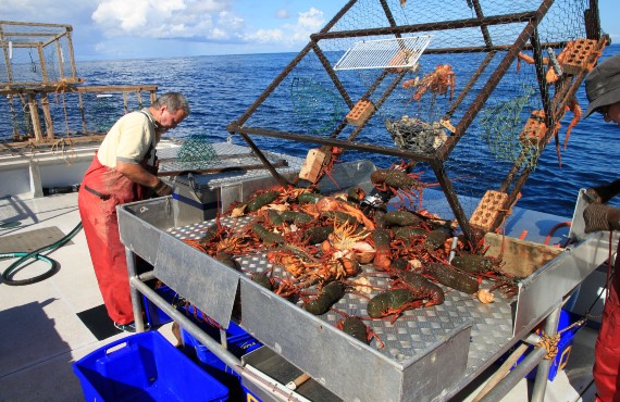 A good trap lift of eastern rock lobsters from the NSW mid continental shelf