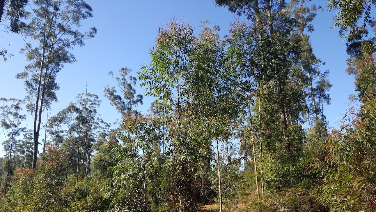 Regeneration & retained trees 5-10 years after heavy harvesting