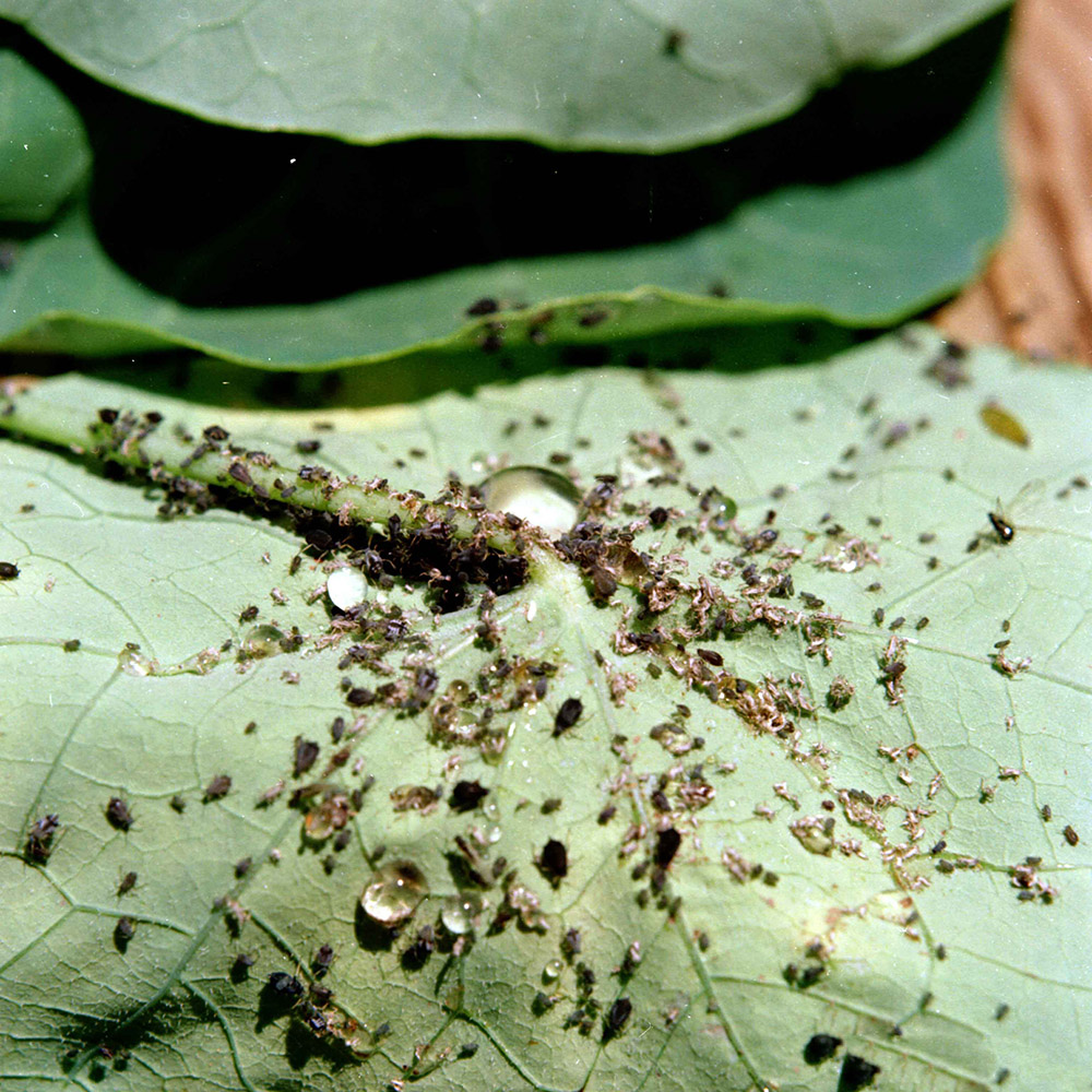 Figure 4. Aphis gossypii nymphs and adults. Photo: Clemson University, USDA Cooperative Extension Slide Series, Bugwood.org.