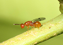 Figure 6. Megastigmus brevivalvus a parasitic wasp.