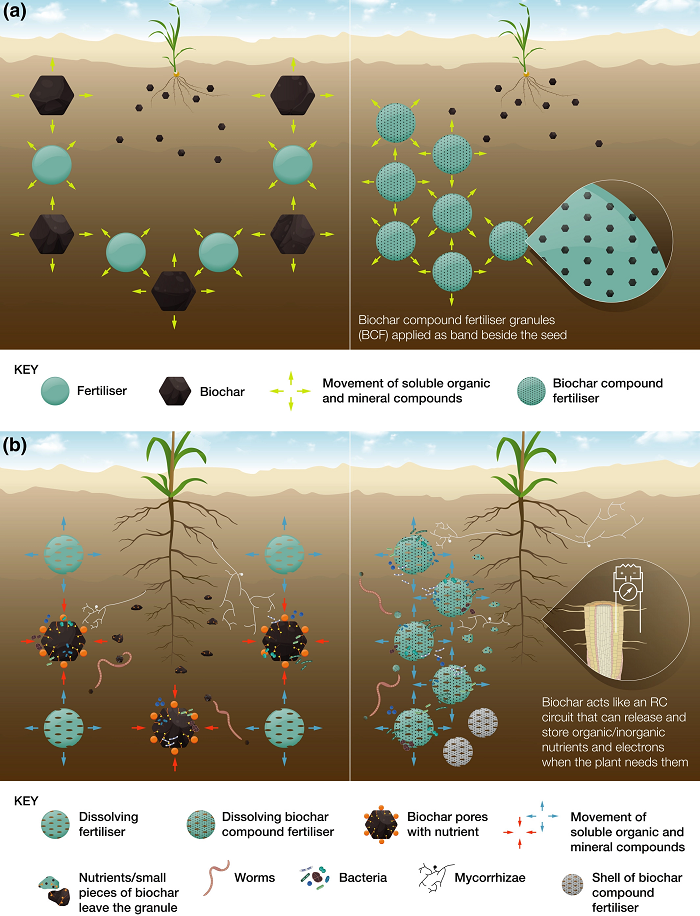 Summary of the processes that occur when biochar is applied to soil, based on two modes of application: (left) biochar and fertilizer applied together and incorporated through the soil prior to sowing, and (right) biochar compound fertilizer (BCF) comprising biochar mixed with fertilizer, minerals and a binder, granulated, applied to the soil as a band near the seed. (a) Stage 1: dissolution of biochar, interactions with seedlings; (b) Stage 2: reactive surface development on biochar, interactions with growing plants. RC, resistor and capacitor in parallel