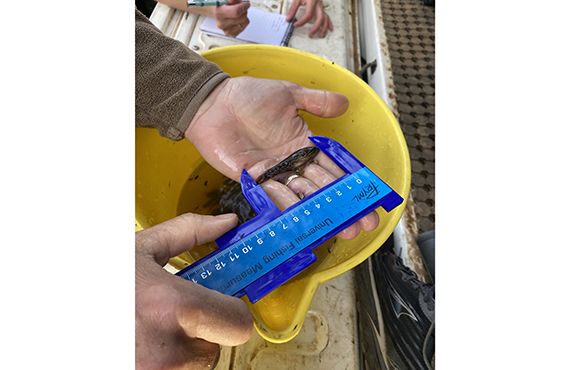 The team measuring a Southern Purple Spotted Gudgeon during a monitoring survey at Taronga Western Plains Zoo