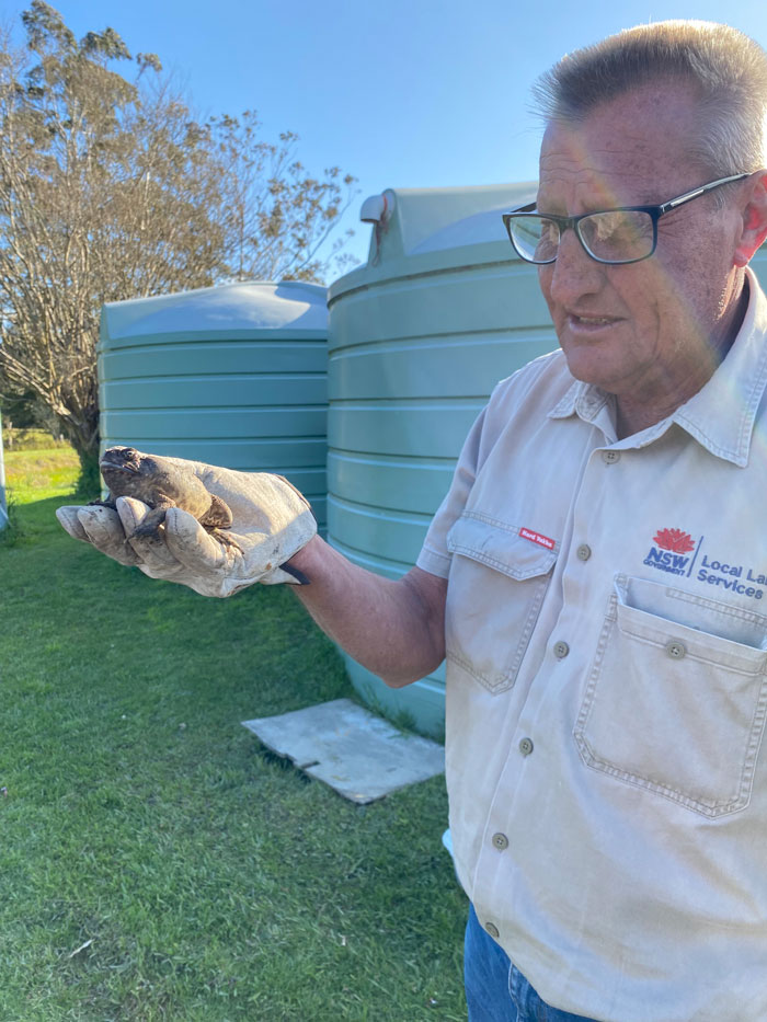 Laurie Mullen with one of the 17 toads