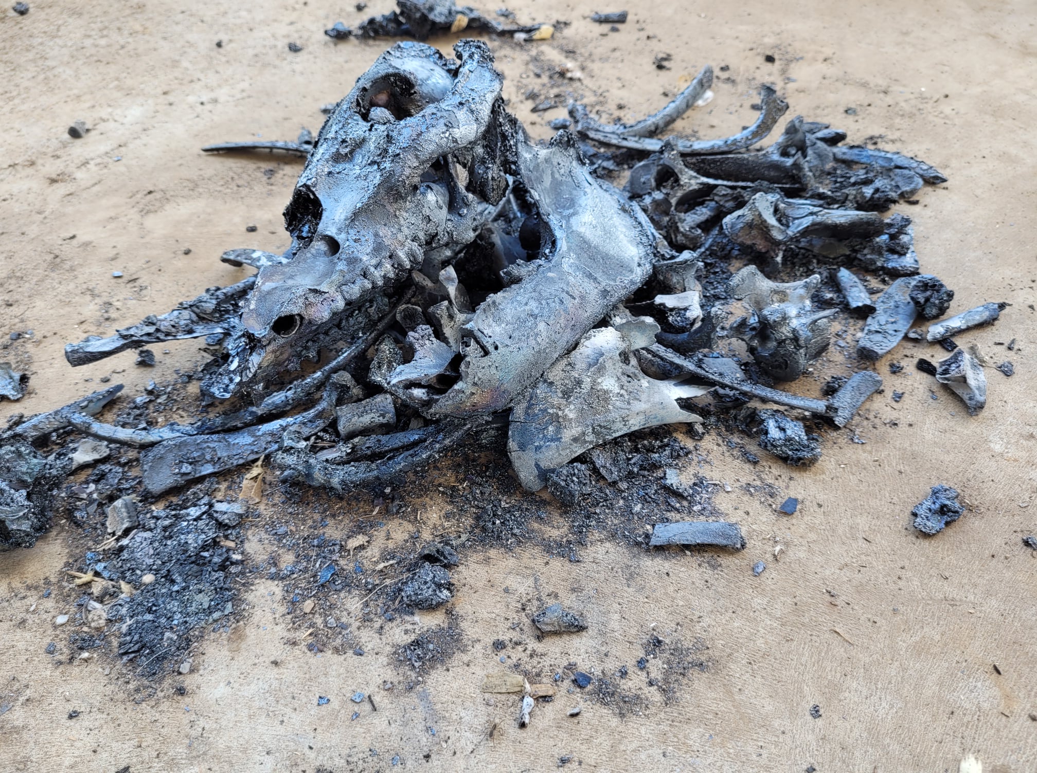 The charred bones of an animal that had gone through the biochar process.