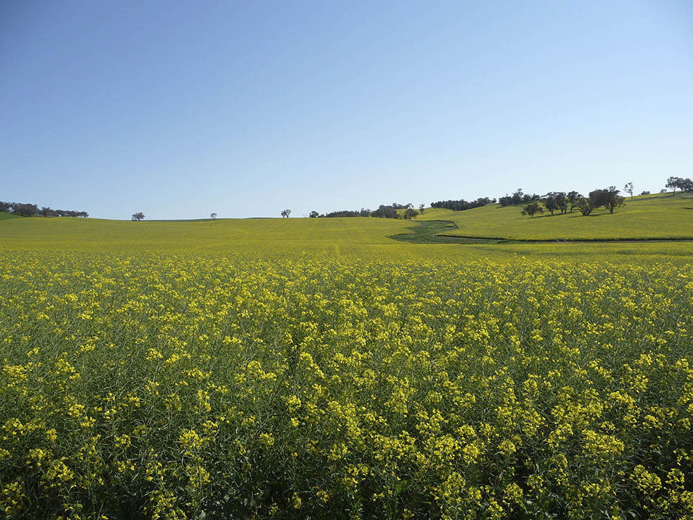 oilseed crop