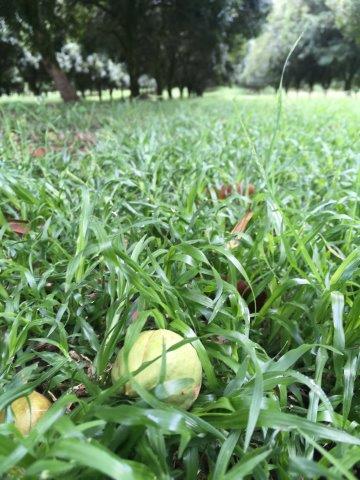 green macadamia nuts sitting in grass after falling from tree