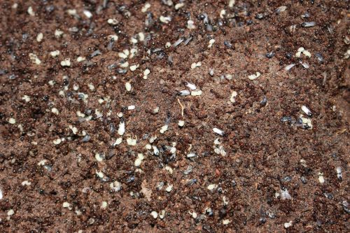 Fire ant workers and alates