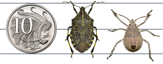 two yellow-spotted stink bugs, one adult and one nymph, showing their size in comparison to an Australian 10 cent coin. The length of the adult is approximately the same as the as diameter of the coin, while the length of the nymph is approximately three quarters of the coin's diameter.