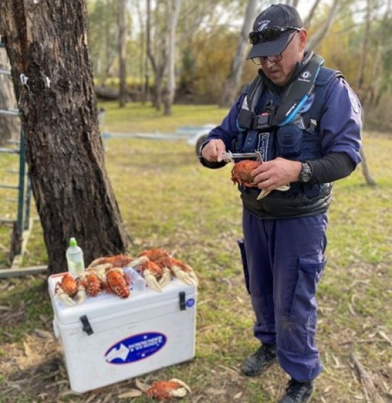 Fisheries officer measuring a cooked Murray Crayfish taken from the Murray River