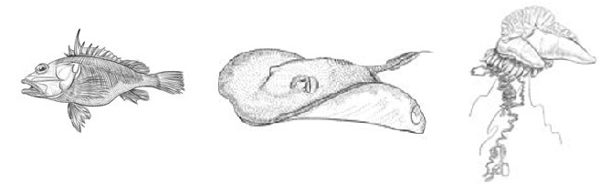 Marine creatures that sting