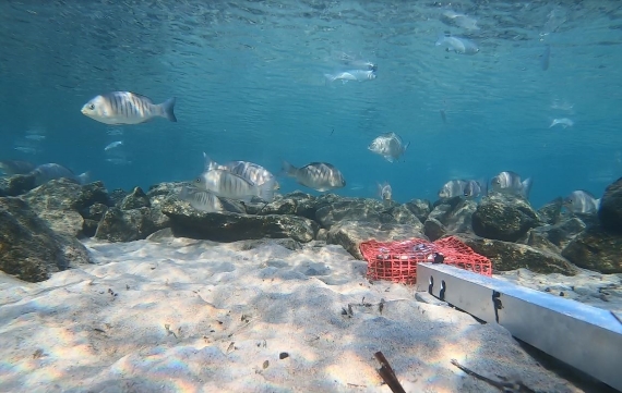 A BRUV sits on estuary floor in front of a rocky reef with fish swimming above.